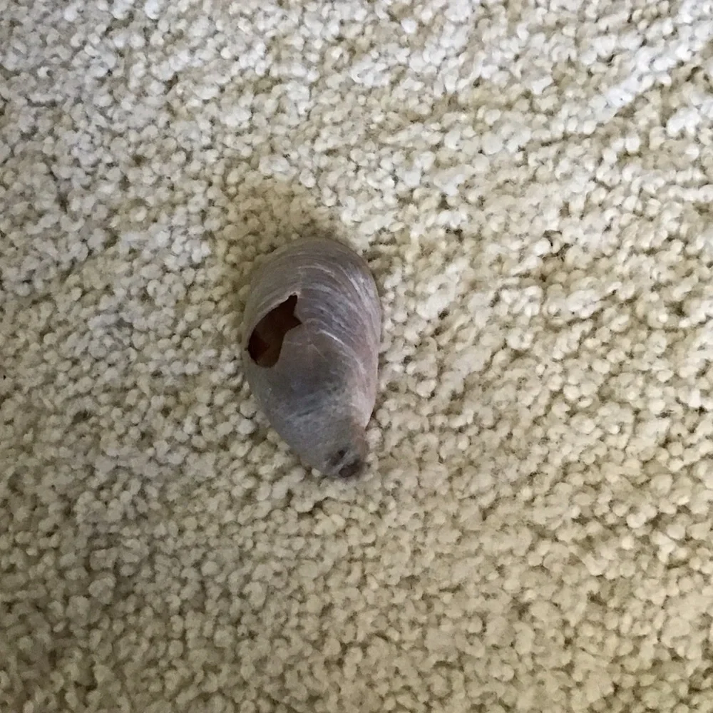 Natural Hermit Crab Shell for Small Pets